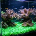 thumbnail image 5 of Glow Stone, 5x9mm Mini Fluorescent Pebbles,Luminescent Gravel, Versatile Aquascaping Material for Fish Tank Vase Filler Gardening and Indoor Decoration, 5 of 6