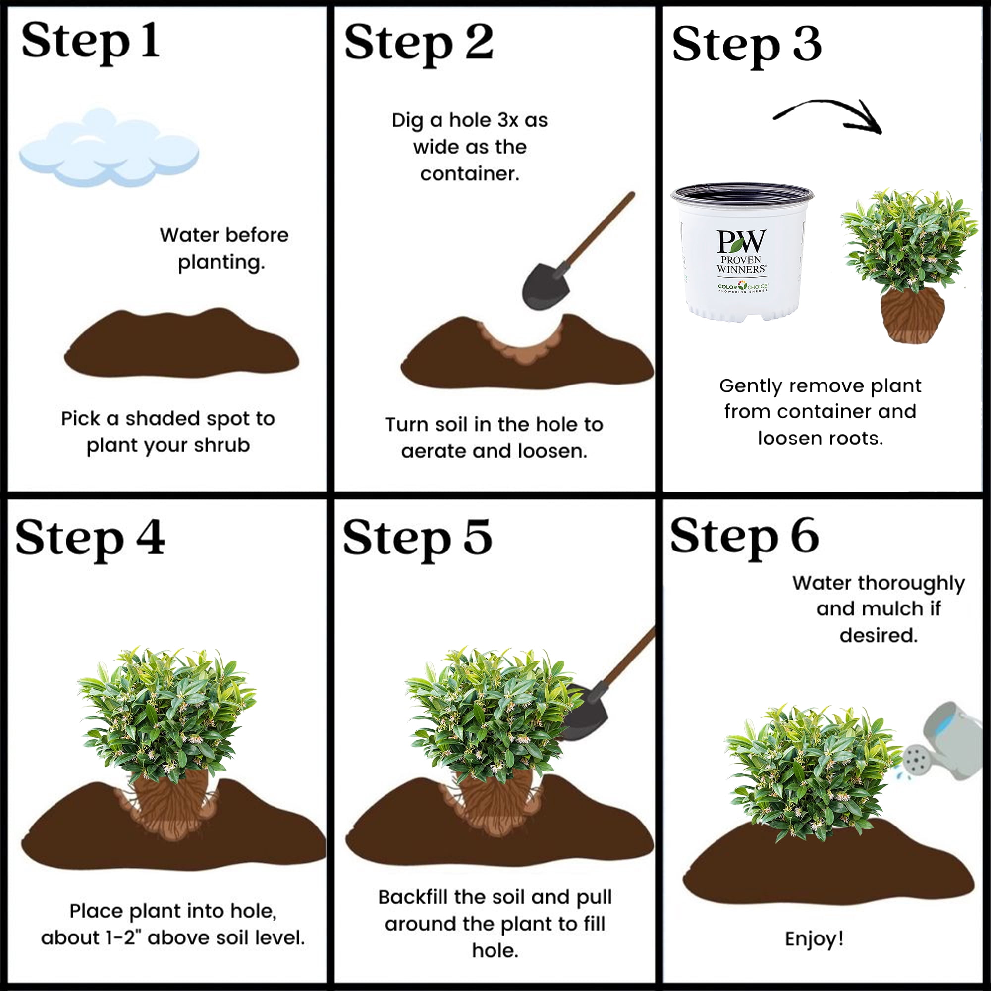 Proven Winners ColorChoice Sweet & Low Sweet Box Live Shrub (2 Gallon)
