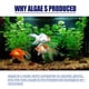 thumbnail image 3 of Rium Algaecide Control Algas Pecera Removedor Musgo Herramienta Limpieza Aqua, 3 of 8