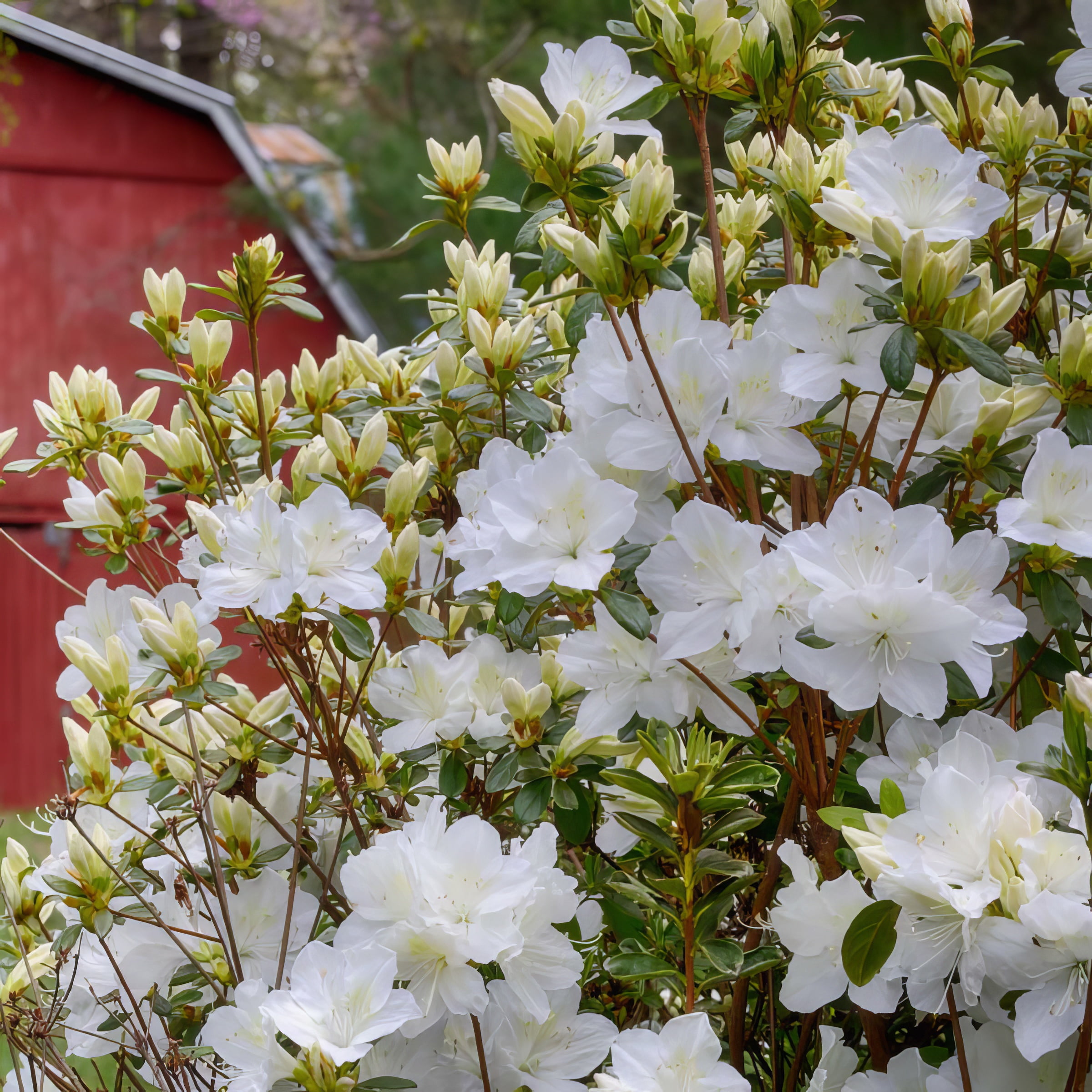 3 gal Azalea Snow Live Shrub with Partial Shade Conditions