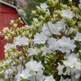 thumbnail image 6 of 3 gal Azalea Snow Live Shrub with Partial Shade Conditions, 6 of 8