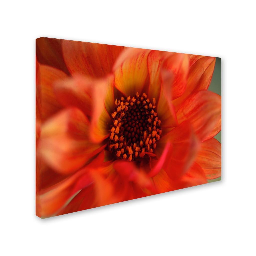 Trademark Fine Art "Fiery Dahlia" Canvas Art by Kathy Yates