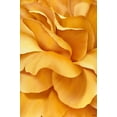 thumbnail image 2 of Poelstra-Holzhaus, Yvonne 23x32 Gold Ornate Wood Framed with Double Matting Museum Art Print Titled - Magnificant Flower I, 2 of 4
