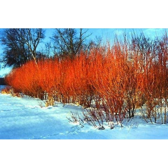 CZ Grain Orange and Red Flame Willow Tree Live Plants (4 Count)