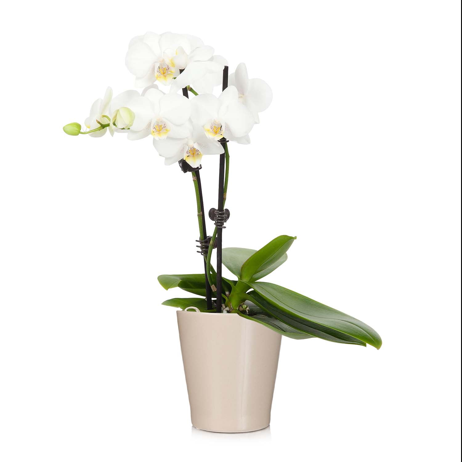 Just Add Ice Petite White Orchid, Live Plant, 3\