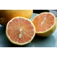 thumbnail image 4 of Pink Variegated Eureka Lemon Tree - 5"-Pot-No Shipping to Tx, Fl, Az, Ca, La, Hi, 4 of 4