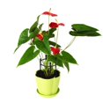 thumbnail image 4 of 11.02in Circle Diameter Climbing Rack  Plant Support Ring Creative Vine Frame Rose Black Plastic Home Decor Adjustable Trellis Durable, 4 of 13