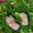 light brown(flower), variant on Epoxy resin Footprint Garden Stepping Stones Set of 2 , Outdoor Decorative Paver Mat for Yard Lawn Walkway Landscaping