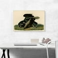 thumbnail image 2 of ARTCANVAS Black Vulture - Carrion Crow Canvas Art Print by John James Audubon - Size: 26" x 18" (1.50" Deep), 2 of 9