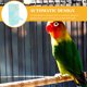 thumbnail image 4 of unbranded Comedero Colgante Para Jaula De Pájaros Con Material PP Duradero Y Automático, 4 of 8