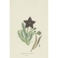 thumbnail image 2 of Robert Jacob Gordon 11x14 Gold Ornate Wood Frame and Double Matted Museum Art Print Titled - Tridentea Gemmiflora (Masson) Haw.(Stapelia Gemmiflora) (1777 - 1786), 2 of 4