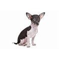 thumbnail image 5 of Mumup 1Pack Cat Collars,Rhinestone for Girl Cats Bling Kitten Flower Adjustable Breakaway Collar with Bell Soft Velvet Leather Collar for Puppy Small Dogs, 5 of 6