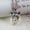 style A, variant on Ethnic Chain Necklace Wolf Dog Teeth Necklace for Men Vintage Pendant for Women-style A
