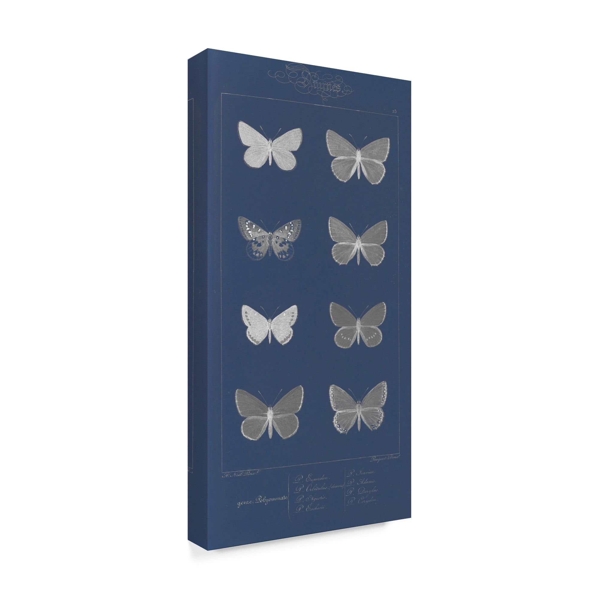 Trademark Fine Art 'Winged Infograph II' Canvas Art by Jennifer Goldberger