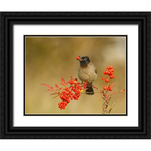 Waldmann, Shlomo 18x15 Black Ornate Wood Framed with Double Matting Museum Art Print Titled - Bulbul with Nandina