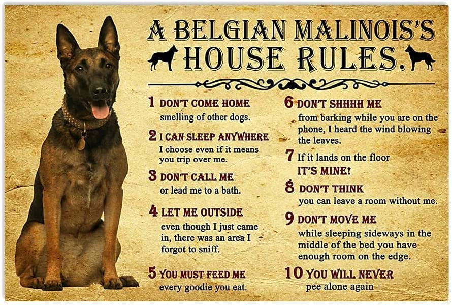 Metal Sign House Rules By Belgian Malinois Dog Rules Funny Gift For Family  Decor Retro Metal Tin Sign Vintage Aluminum Sign For Home Coffee Wall Decor  8X12 Inch 
