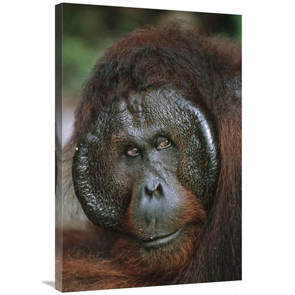 24 x 36 in. Orangutan Old Male, Tanjung Puting National Park, Borneo Art Print - Konrad Wothe