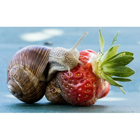 Canvas Print Shell Eat Snail Strawberry Food Nature Fruit Stretched Canvas 10 x