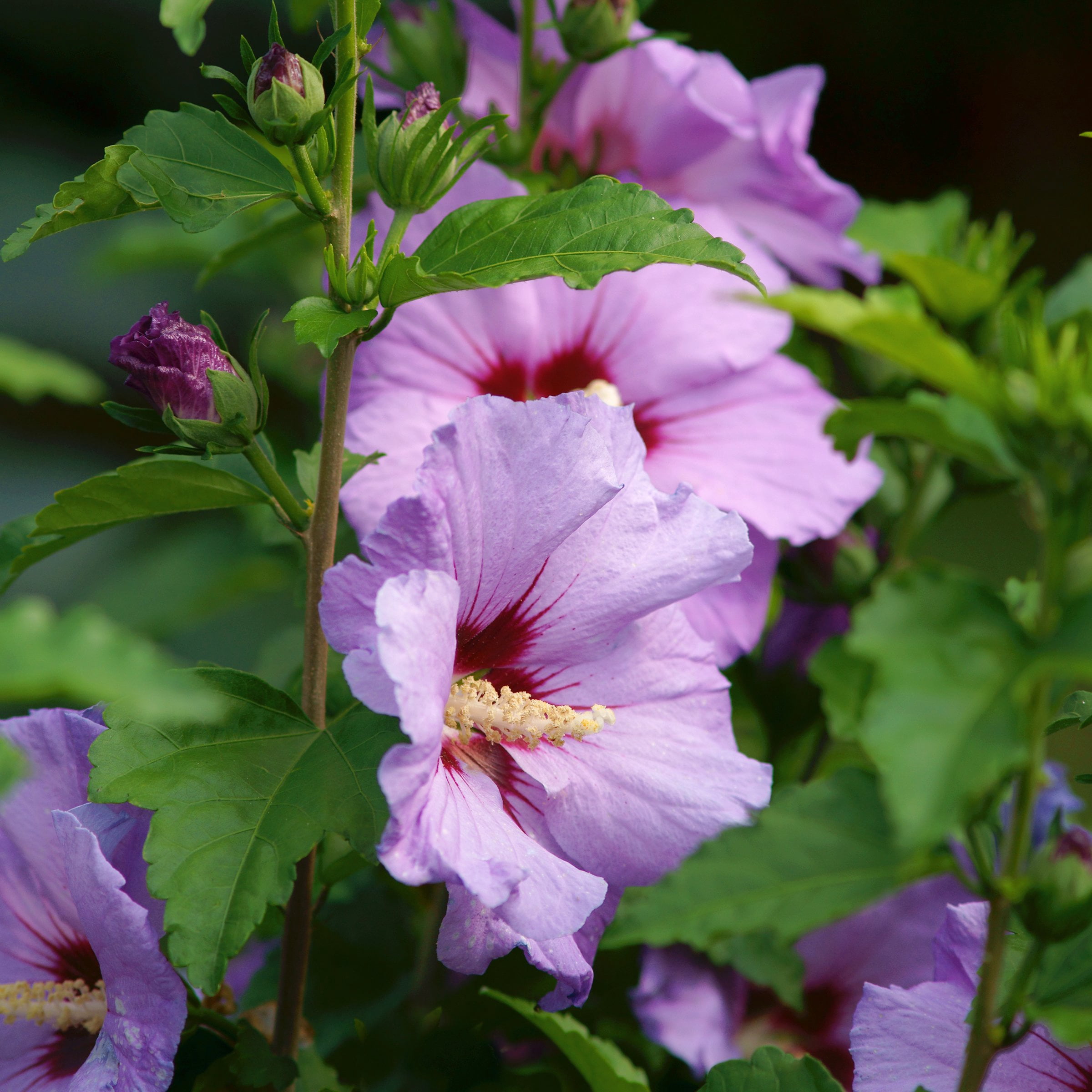 National Plant Network 3 gal. Hibiscus Purple Pillar Live Shrub