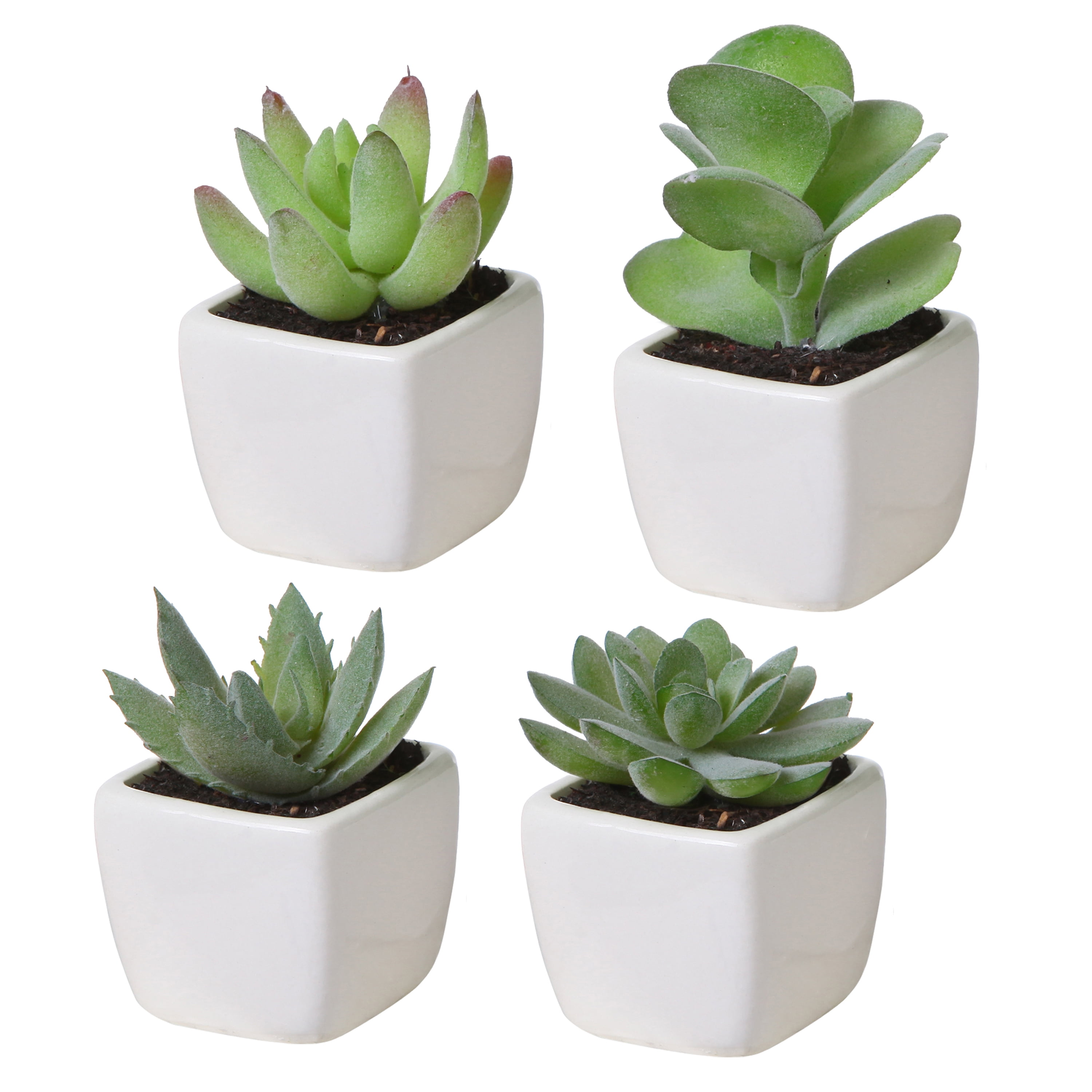 Set of 3 7" tall Assorted Succulent Cactus Plants with Off White Ceramic Pots 
