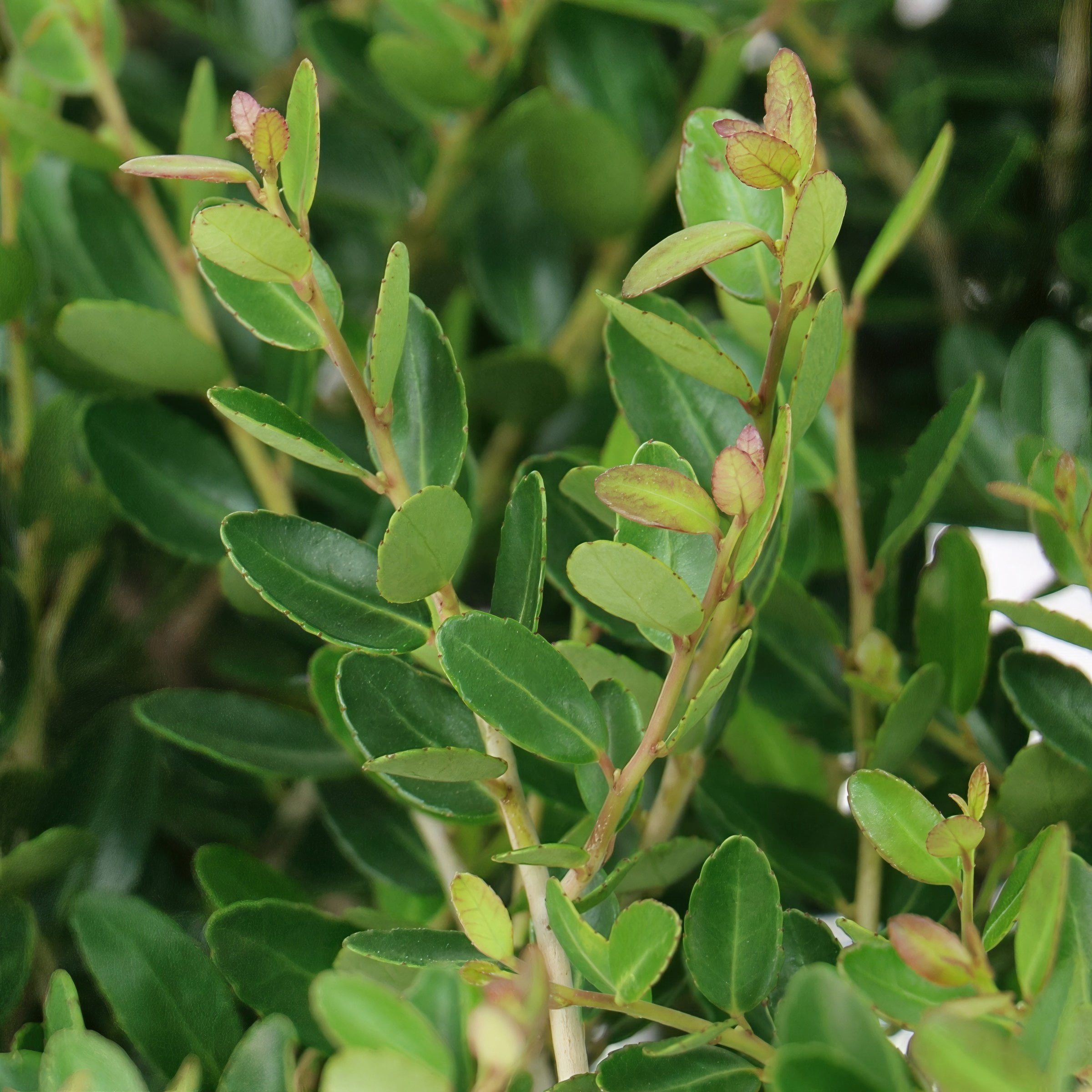 National Plant Network 3 gal. Ilex Taylor's Rudolph Dwarf Yaupon