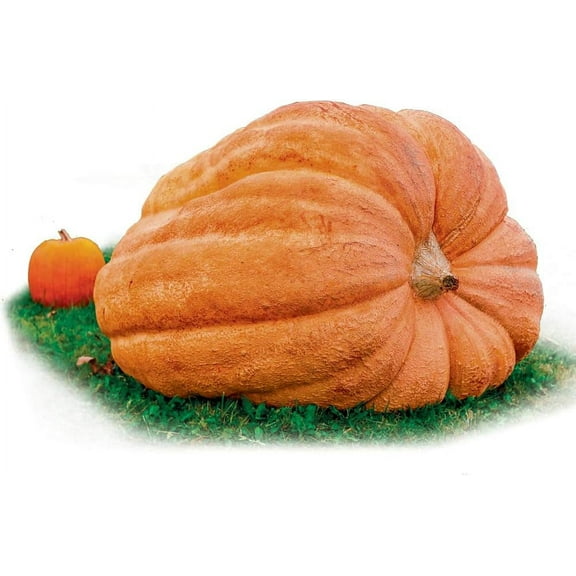 Park Seed Dill's Atlantic Giant Pumpkin Seeds - Large Pumpkins - World Record Sized Pumpkins - Pack of 10