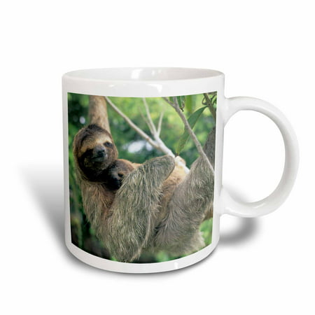 3dRose Three-toed sloth wildlife, Corcovado NP, Costa Rica - SA22 KSC0137 - Kevin Schafer, Ceramic Mug, (Best Gifts From Costa Rica)