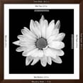 thumbnail image 5 of Art.com White Daisy Photographic Print by Gail Peck, Brown Frame Wall Art, 38" x 38", 5 of 5