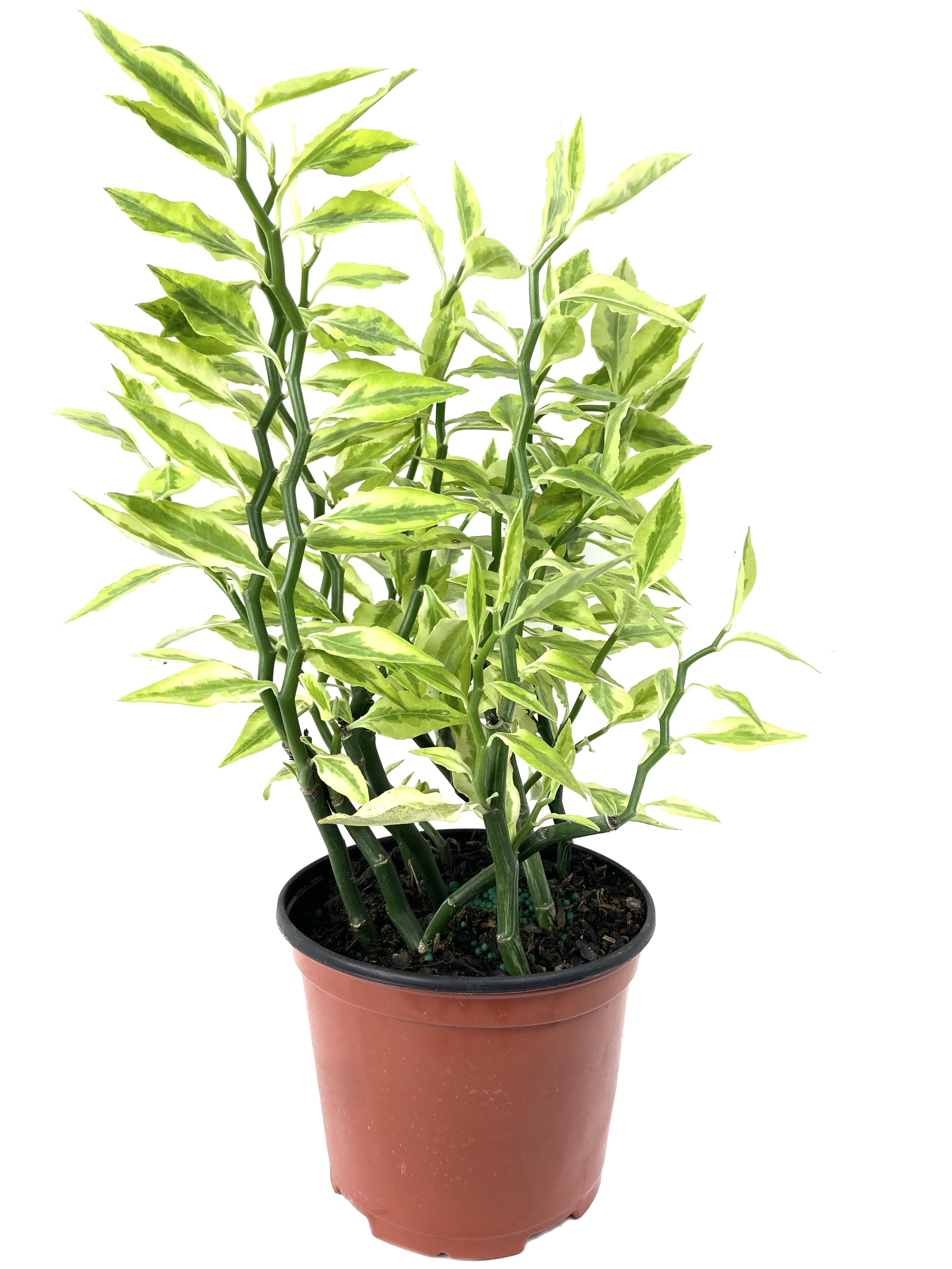 Variegated Devil's Backbone Live Plant in a 6 inch Pot Pedilanthus