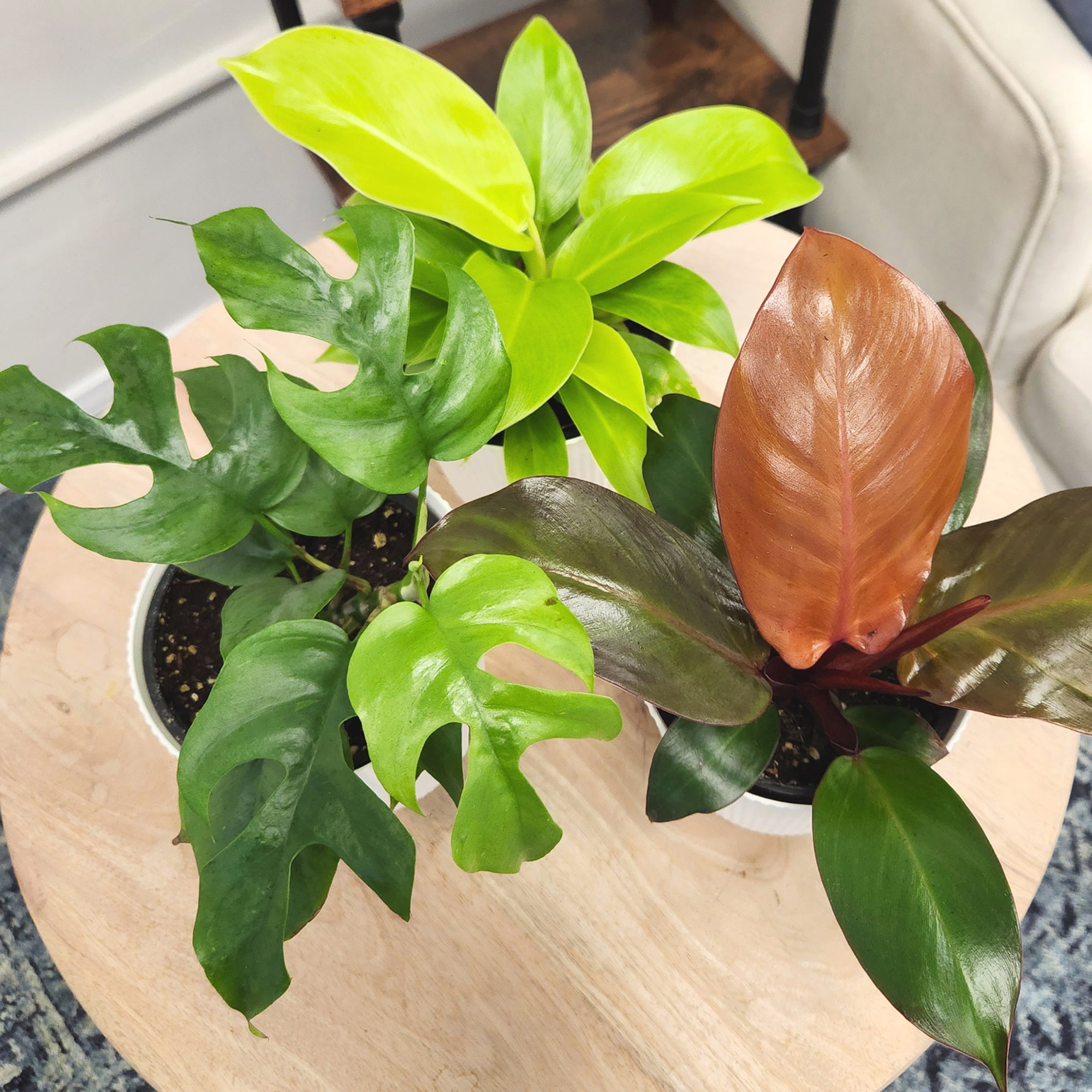 Element Live Philodendron Plant Variety Pack, Includes 4.25in White Deco Pots, Easy Care, (3 Count)