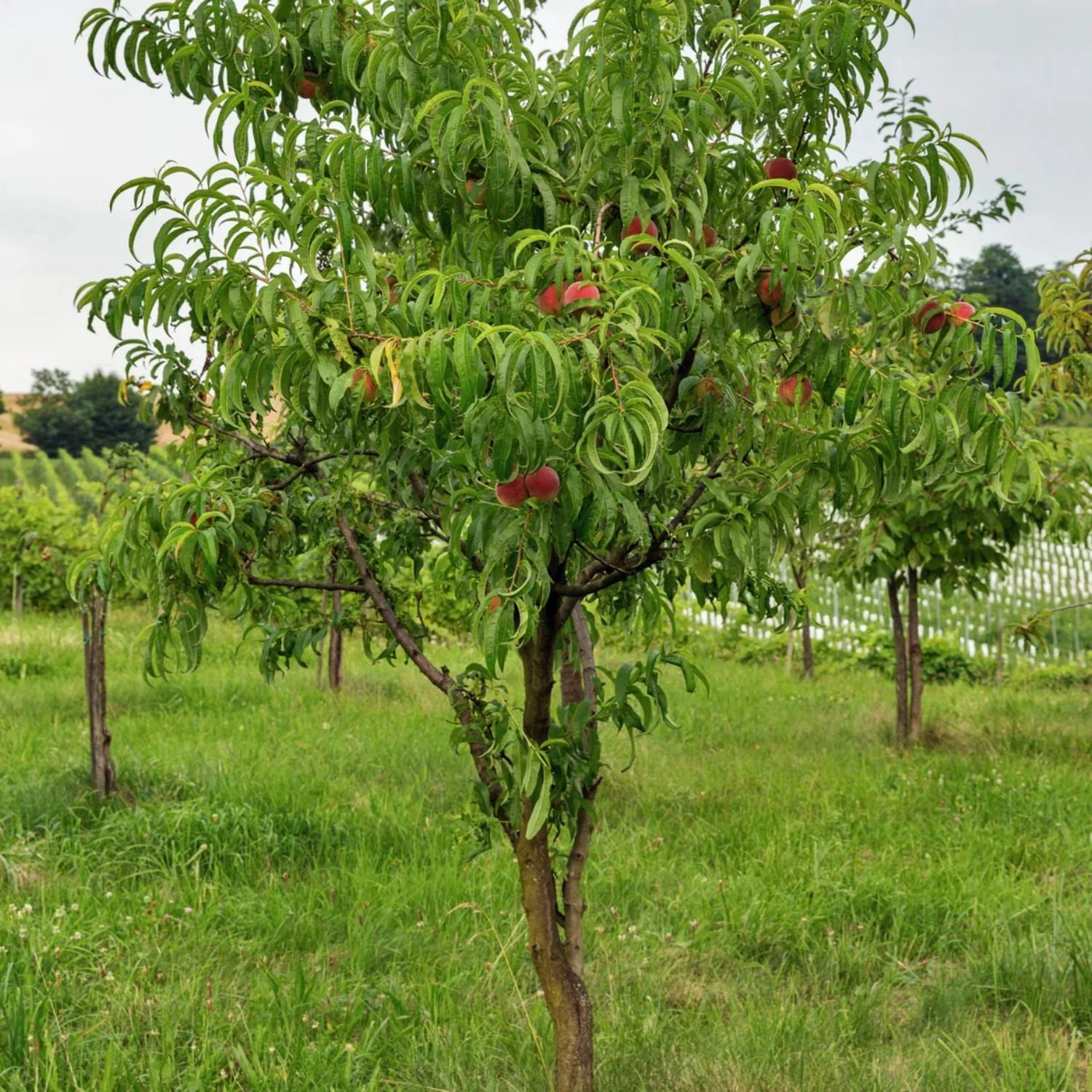 Expert Gardener 1-2 ft. tall Sun Red Nectarine Live Tree in 1-Gallon Grower Pot