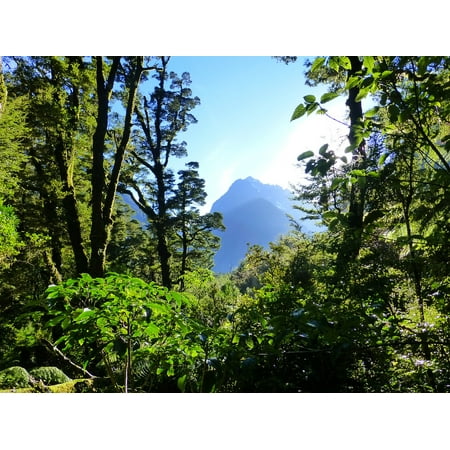 New Fantasy Green - LAMINATED POSTER Fantasy New Zealand Fairy Tale Green Nature Forest Poster Print 24 x 36