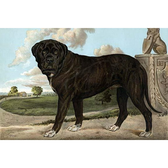 Mastiff-Fine Art Canvas Print (20" x 30")