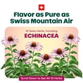thumbnail image 5 of Ricola Honey Lemon with Echinacea Cough Drops - Throat Relief & Cough Suppressant, 45 Count, 5 of 8