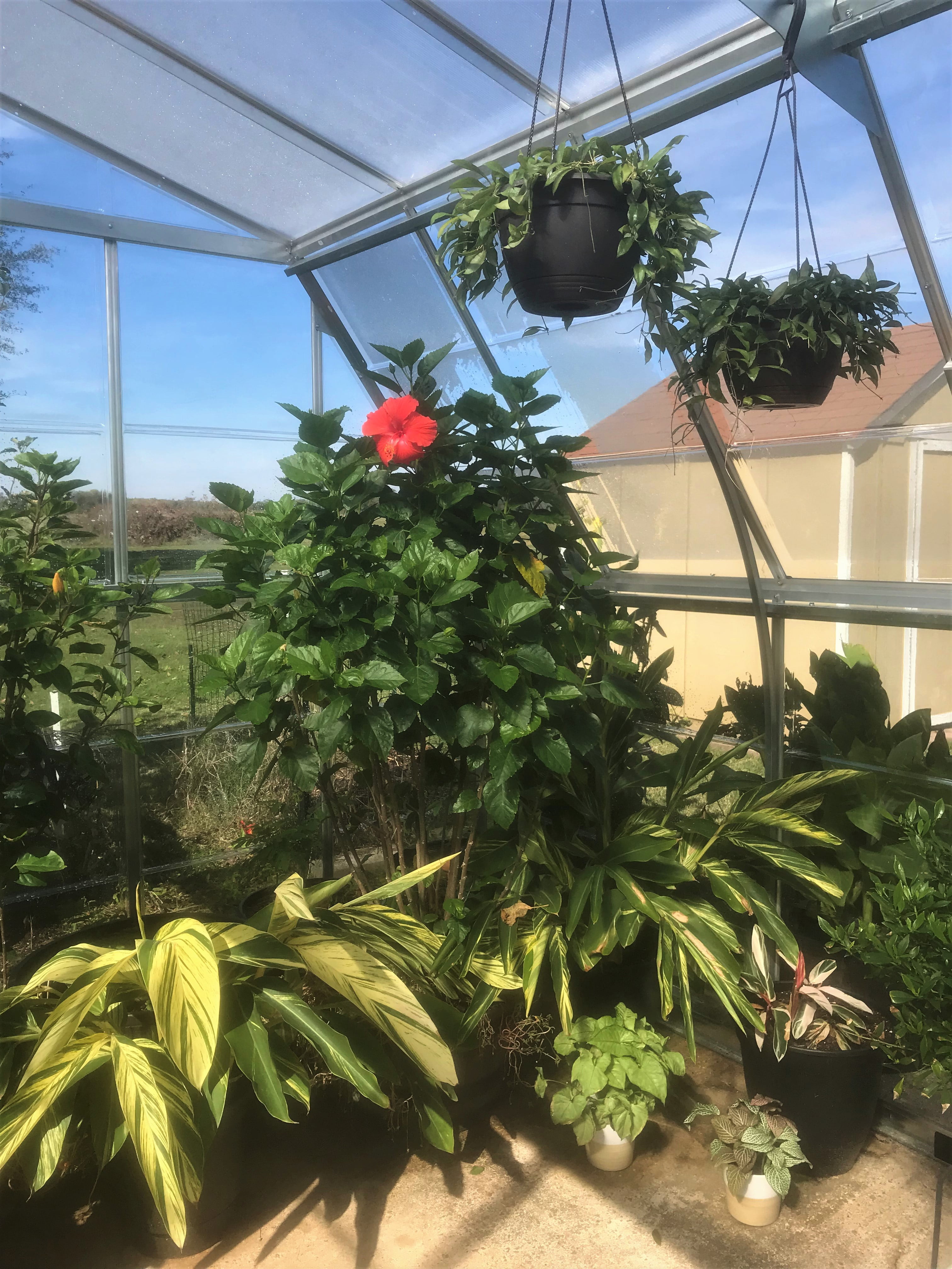 Palram - Canopia Americana - 12' x 12' - Walk-In Greenhouse - Silver - with 2 Roof Vents