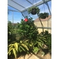 thumbnail image 3 of Palram - Canopia Americana - 12' x 12' - Walk-In Greenhouse - Silver - with 2 Roof Vents, 3 of 20
