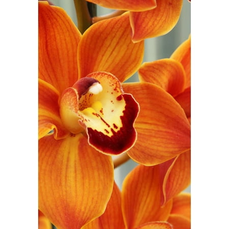 Delicate Blooms - LAMINATED POSTER Bloom Delicate Close-up Blossom Exotic Beautiful Poster Print 24 x 36