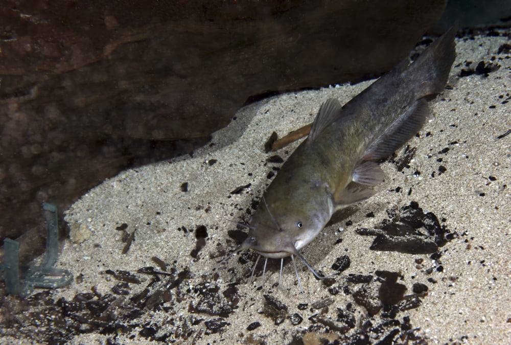 A Brown Bullhead catfish swims around a rock at the bottom of the
