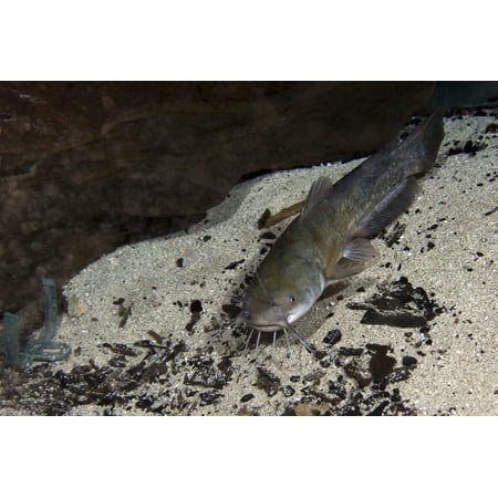 A Brown Bullhead catfish swims around a rock at the bottom of the Morrison Springs cavern floor about 80 feet deep in the waters at the state park near Red Bay Florida Poster