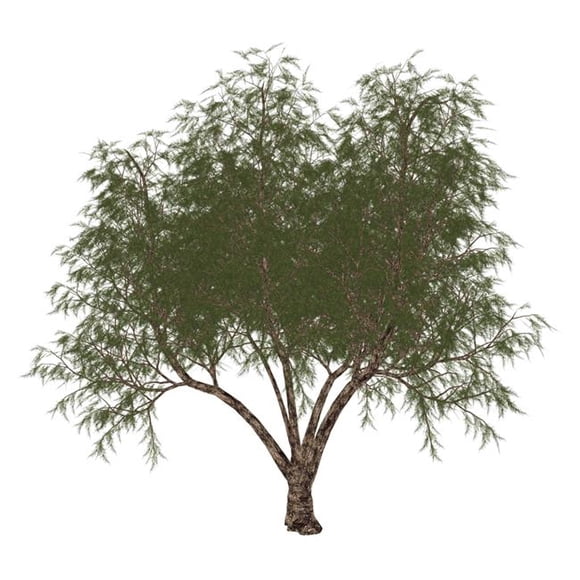 Le Tamarisque Français, Arbre de Tamarix Galica Isolé sur Fond Blanc Affiche Imprimée, 13 x 14
