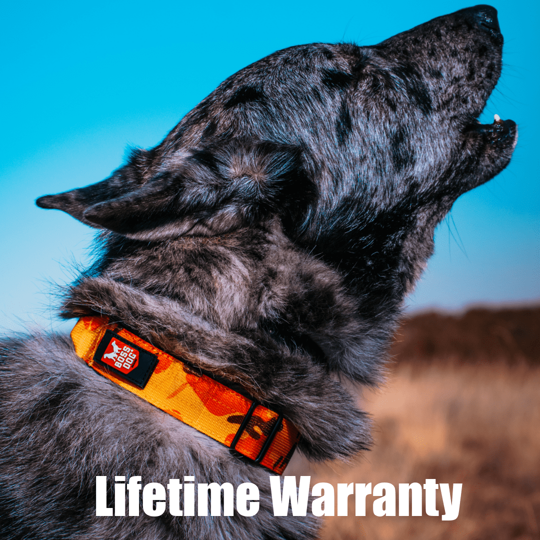 Boss Dog Tactical Collar, Orange Camo, X-Large