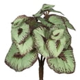 thumbnail image 1 of Vickerman FA171801 Begonia Bush-Grey & Brown Greenery Stem - 6 Per Bag, 1 of 1