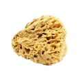 thumbnail image 5 of 3" Sea Sponge, 5 of 8