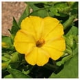thumbnail image 4 of Everwilde Farms - 50 Yellow Four O Clock Garden Flower Seeds - Gold Vault Jumbo Bulk Seed Packet, 4 of 5
