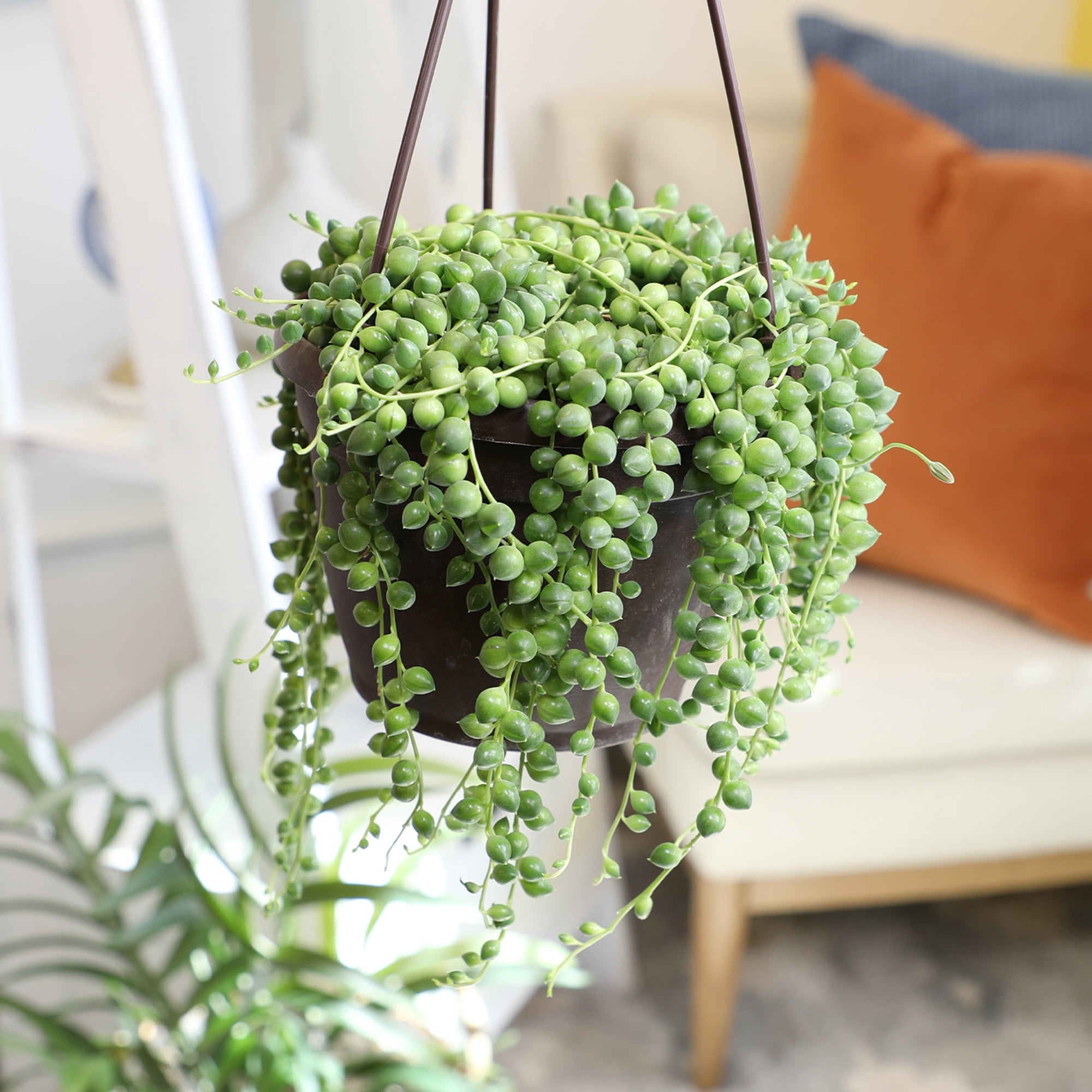 Element By Altman Plants String of Pearls Succulent (Senecio Rowleyanus) 6" Live Plant Hanging Basket