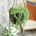thumbnail image 3 of Element By Altman Plants String of Pearls Succulent (Senecio Rowleyanus) 6" Live Plant Hanging Basket, 3 of 13