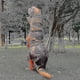 thumbnail image 4 of yougangkids Adult Dinosaur Inflatable Cosplay Costumes T-rex Anime Cartoon Party Dress Suits Halloween Costume For Man Woman, 4 of 4
