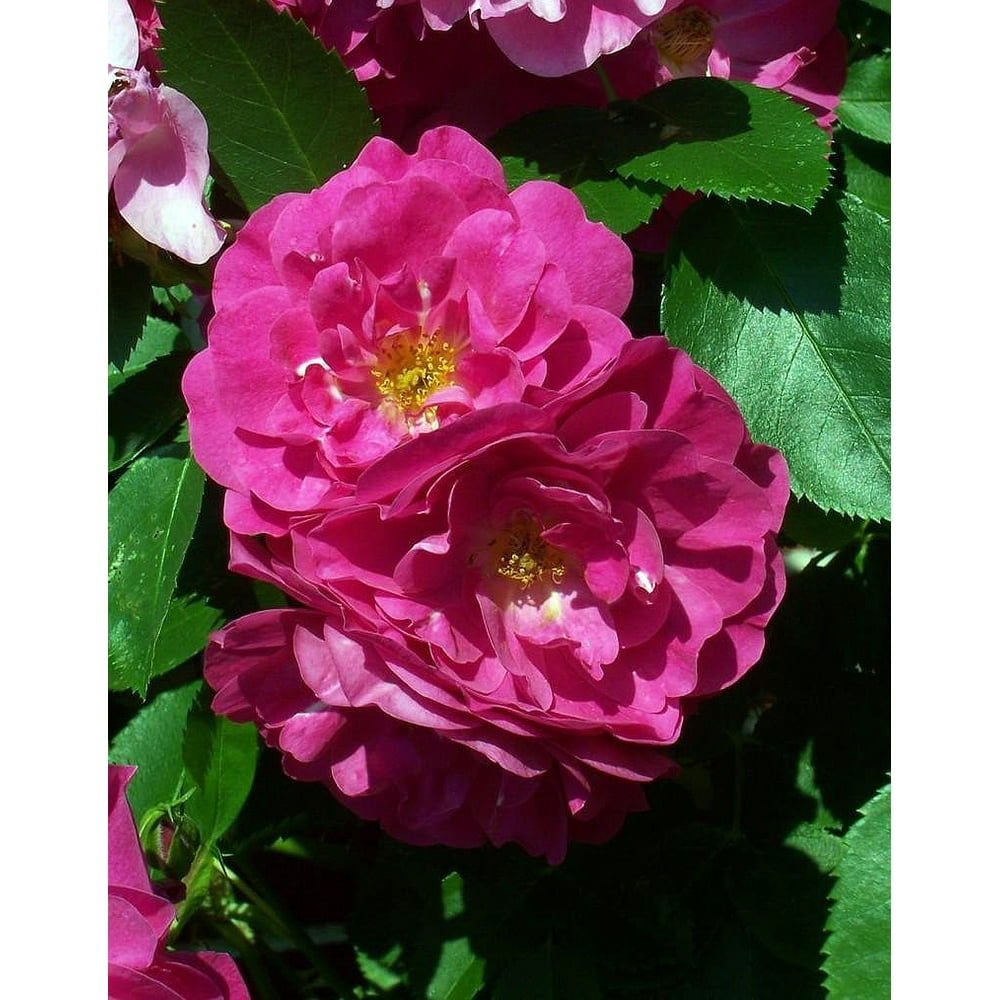 John Cabot Climbing Antique Heirloom Rose Super Hardy