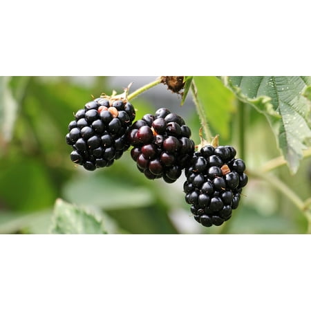 LAMINATED POSTER Bramble Nature Berries Vitamins Bush Blackberries Poster Print 24 x (Best Gloves For Blackberry Bushes)