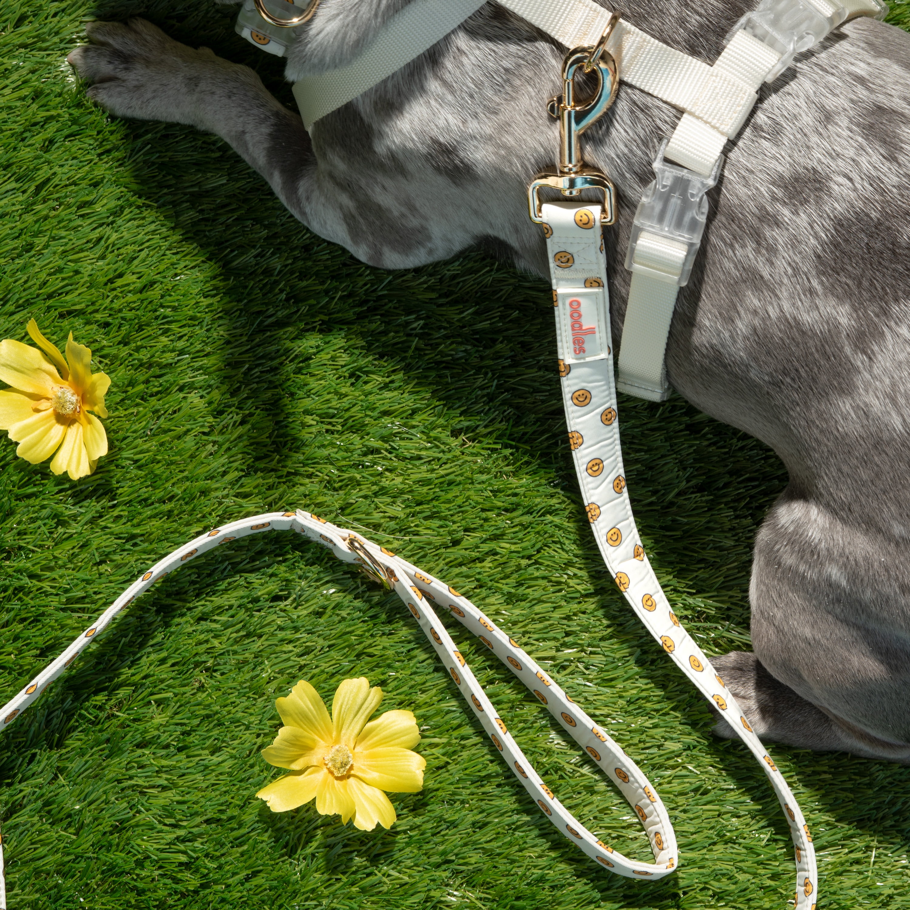 Oodles Tan Smiley Faces Standard Dog Leash, 6ft